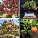 Red Apple Tree BONSAI 100 Seeds