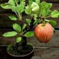 Red Apple Tree BONSAI 100 Seeds