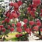 Red Apple Tree BONSAI 100 Seeds