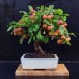 Red Apple Tree BONSAI 100 Seeds