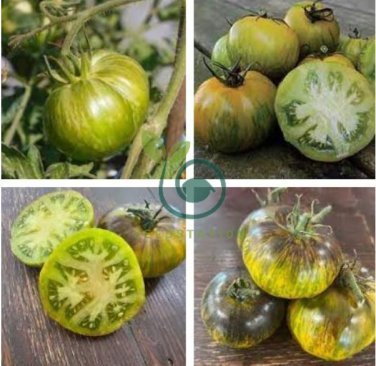 Rare Heirloom Yellow Tomato with Green Stripe Organic 40 Seeds