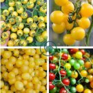 Rare Milky Yellow Cherry Tomato Organic 40 Seeds