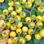 Rare Milky Yellow Cherry Tomato Organic 40 Seeds