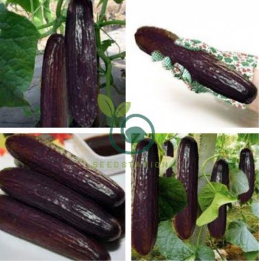 Purple Black Japanese Long Cucumber 40 Seeds