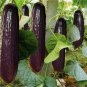 Purple Black Japanese Long Cucumber 40 Seeds