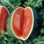 Very Sweet Big Round Red Watermelon Tree F2 40 Seeds