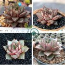 Echeveria Purpusorum Seeds Fresh Ones 200 Seeds