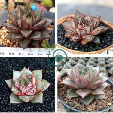 Echeveria Purpusorum Seeds Fresh Ones 200 Seeds