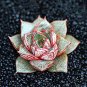 Echeveria Purpusorum Seeds Fresh Ones 200 Seeds