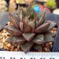 Echeveria Purpusorum Seeds Fresh Ones 200 Seeds