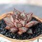Echeveria Purpusorum Seeds Fresh Ones 200 Seeds