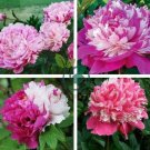 Rare 'Fu Yin' White Pink Peony Seedling Flower 10 Seeds