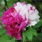 Rare 'Fu Yin' White Pink Peony Seedling Flower 10 Seeds