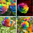Hybrid Rainbow Rose 200 Seeds