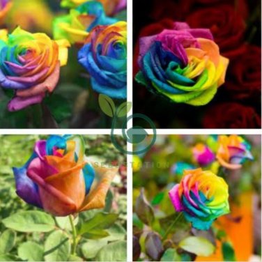 Hybrid Rainbow Rose 200 Seeds