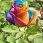 Hybrid Rainbow Rose 200 Seeds