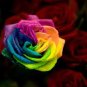 Hybrid Rainbow Rose 200 Seeds