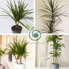 Dracaena 20 Seeds