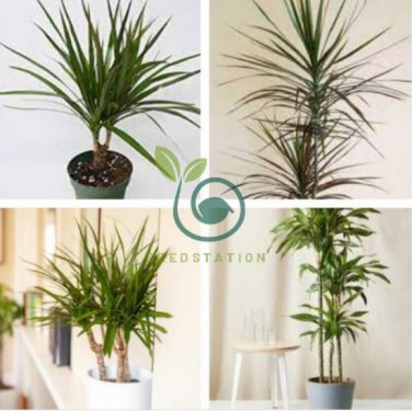 Dracaena 20 Seeds