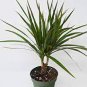 Dracaena 20 Seeds