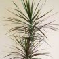 Dracaena 20 Seeds