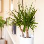 Dracaena 20 Seeds