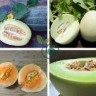Heirloom White Sticky Sweet Melon 400 Seeds