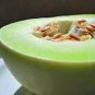 Heirloom White Sticky Sweet Melon 400 Seeds