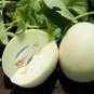 Heirloom White Sticky Sweet Melon 400 Seeds