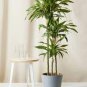 Dracaena 20 Seeds
