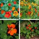 Tropaeolum majus Nasturtium 200 Seeds