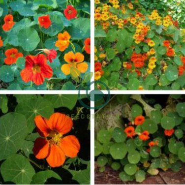 Tropaeolum majus Nasturtium 200 Seeds