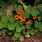 Tropaeolum majus Nasturtium 200 Seeds