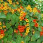 Tropaeolum majus Nasturtium 200 Seeds