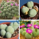Exterior Loveliness Gibbaeum Heathii Flowering More Than Meat 40 Seeds