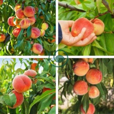 Sweet Peach Flores 20 Seeds