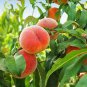 Sweet Peach Flores 20 Seeds