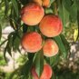 Sweet Peach Flores 20 Seeds