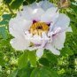 Rare 'Hua Ban' White Peony Flower with Red Spot Shrub 10 Seeds