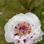 Rare 'Hua Ban' White Peony Flower with Red Spot Shrub 10 Seeds