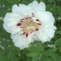 Rare 'Hua Ban' White Peony Flower with Red Spot Shrub 10 Seeds
