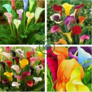 Rainbow Calla Lily Flower 400 Seeds