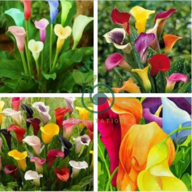 Rainbow Calla Lily Flower 400 Seeds