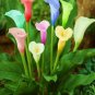 Rainbow Calla Lily Flower 400 Seeds