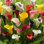 Rainbow Calla Lily Flower 400 Seeds