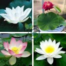 Mini Purely White Bonsai Lotus Flower 2 Seeds