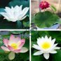Mini Purely White Bonsai Lotus Flower 2 Seeds