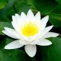 Mini Purely White Bonsai Lotus Flower 2 Seeds