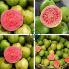 Guava 200 Seeds