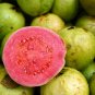 Guava 200 Seeds